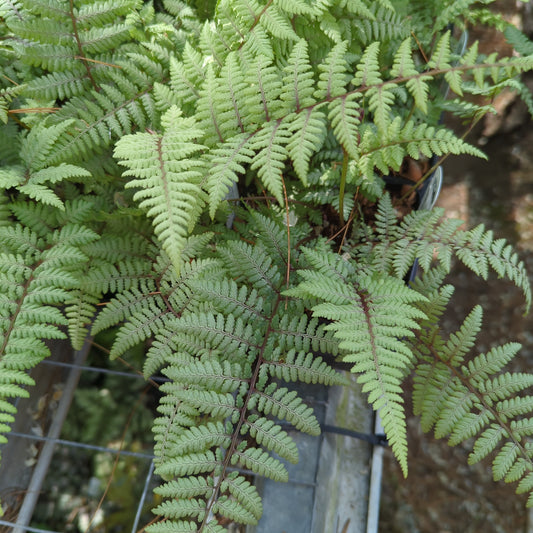 Athyrium 'Ghost'