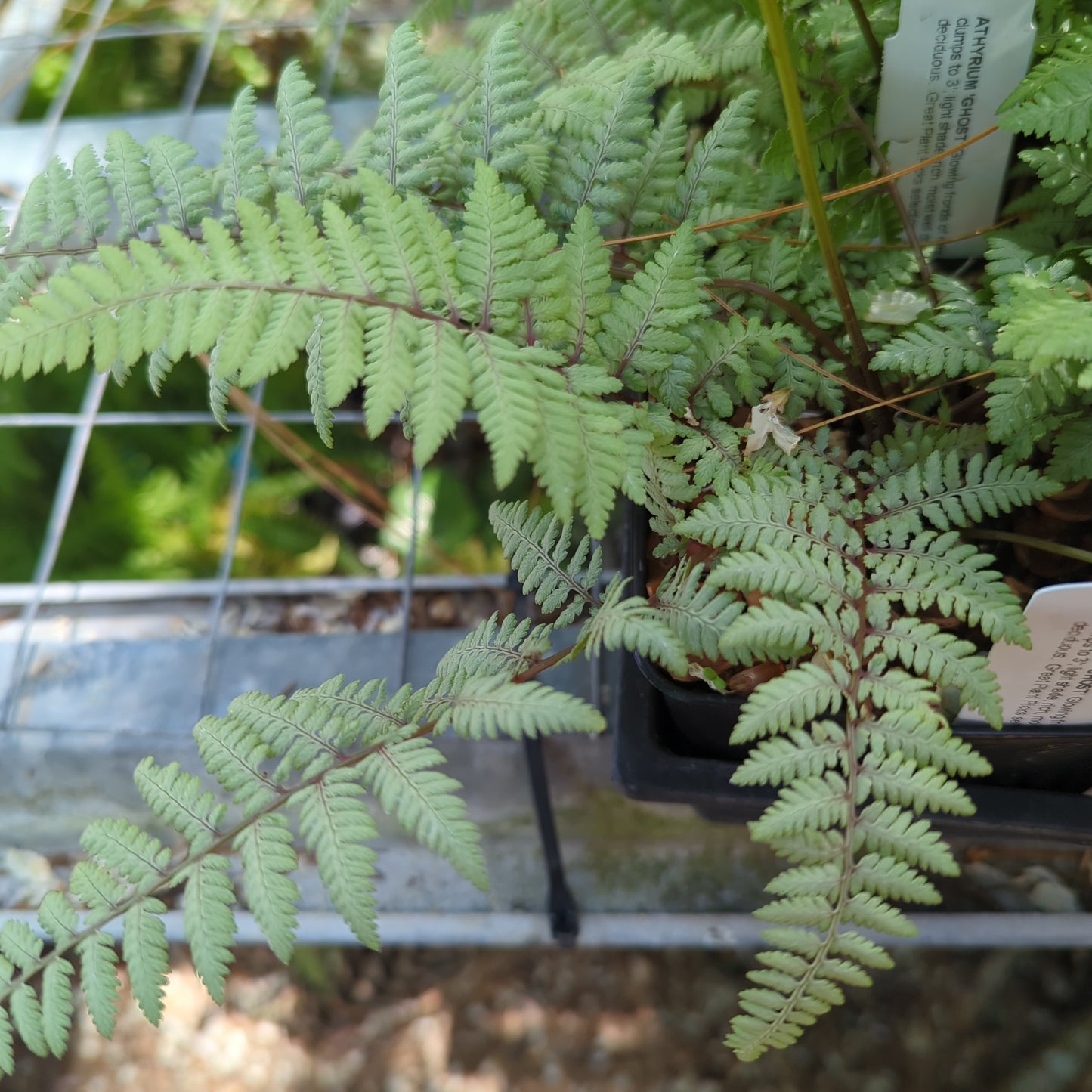 Athyrium 'Ghost'