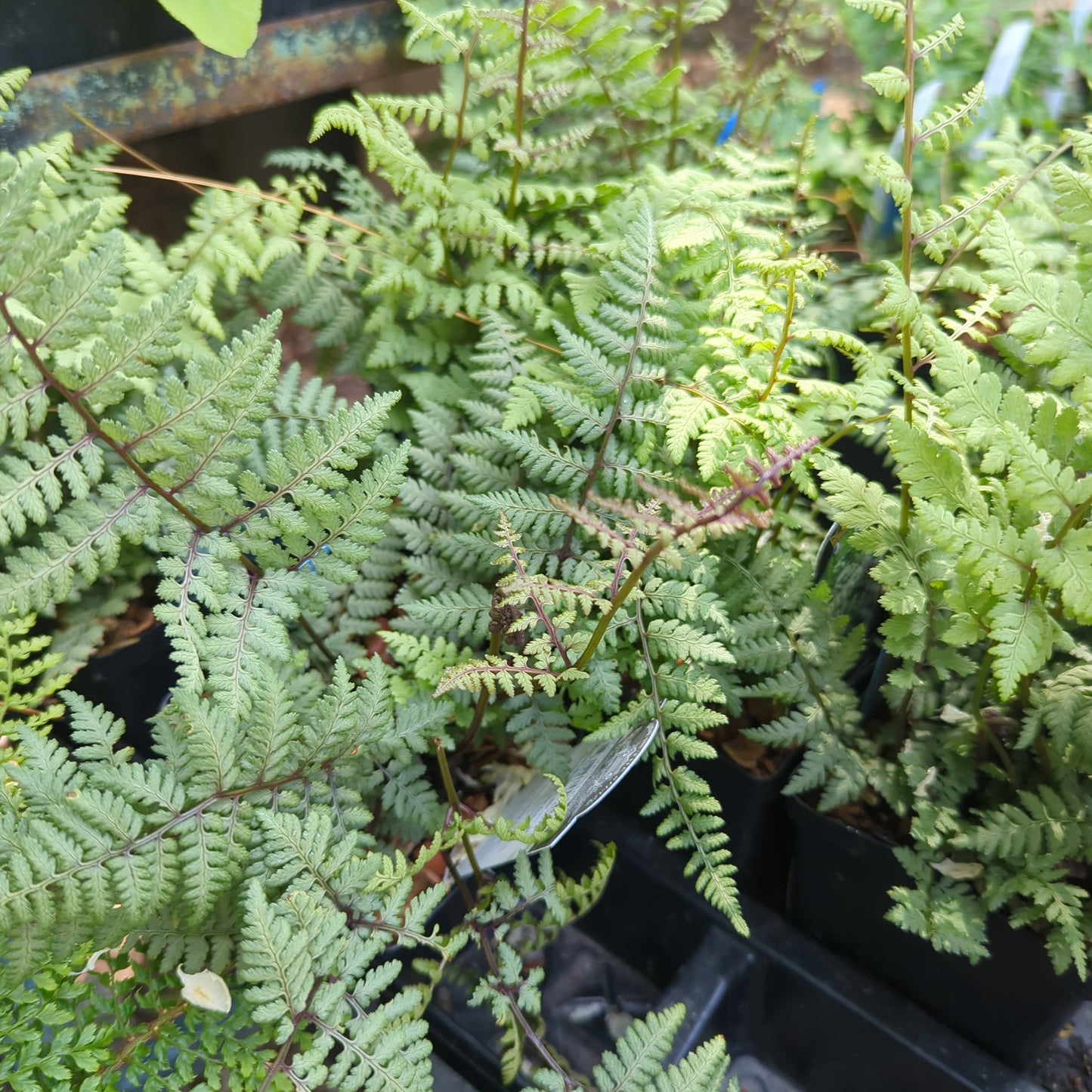 Athyrium 'Ghost'