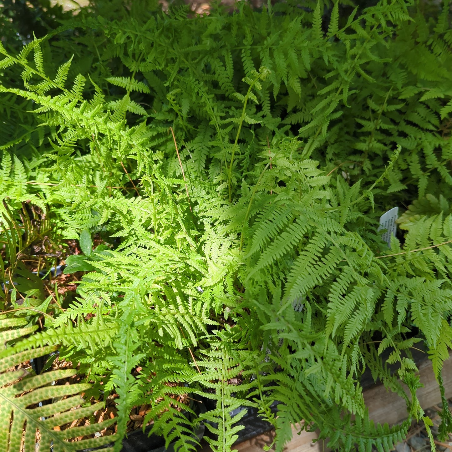 Athyrium filix-femina