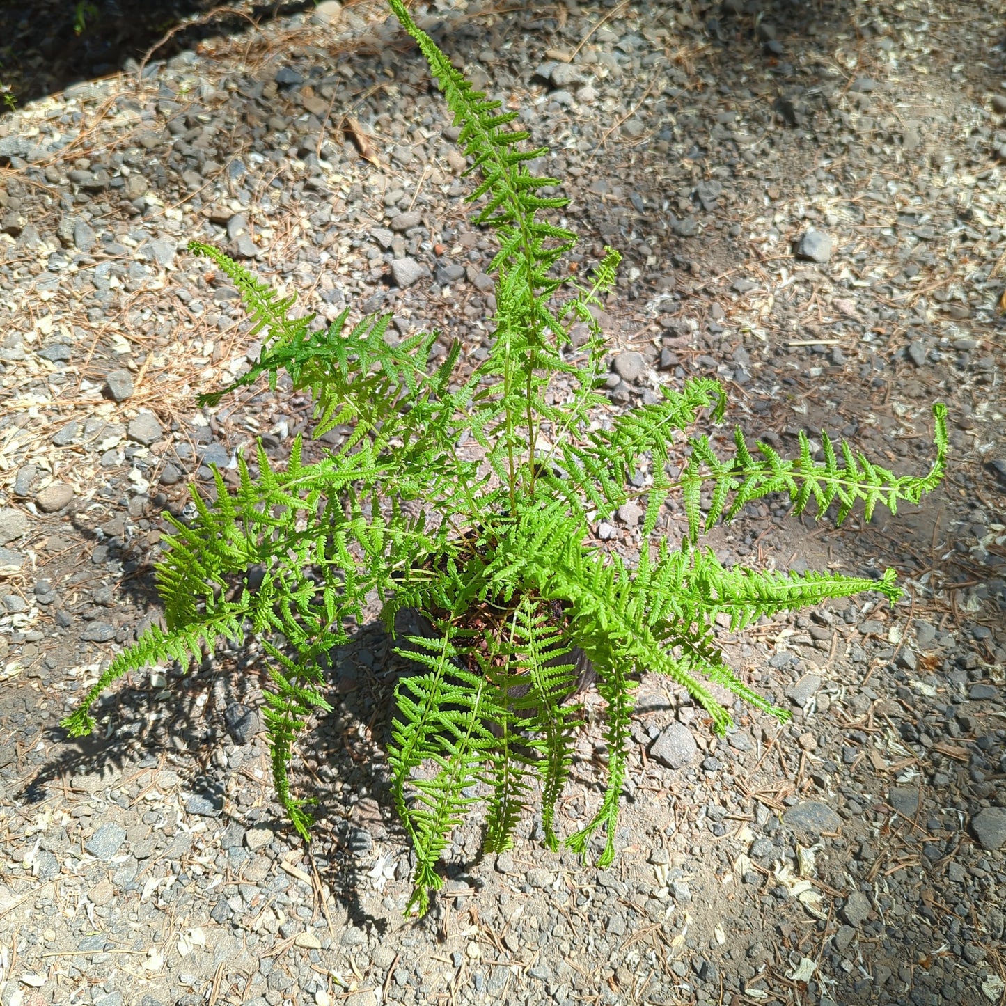 Athyrium filix-femina