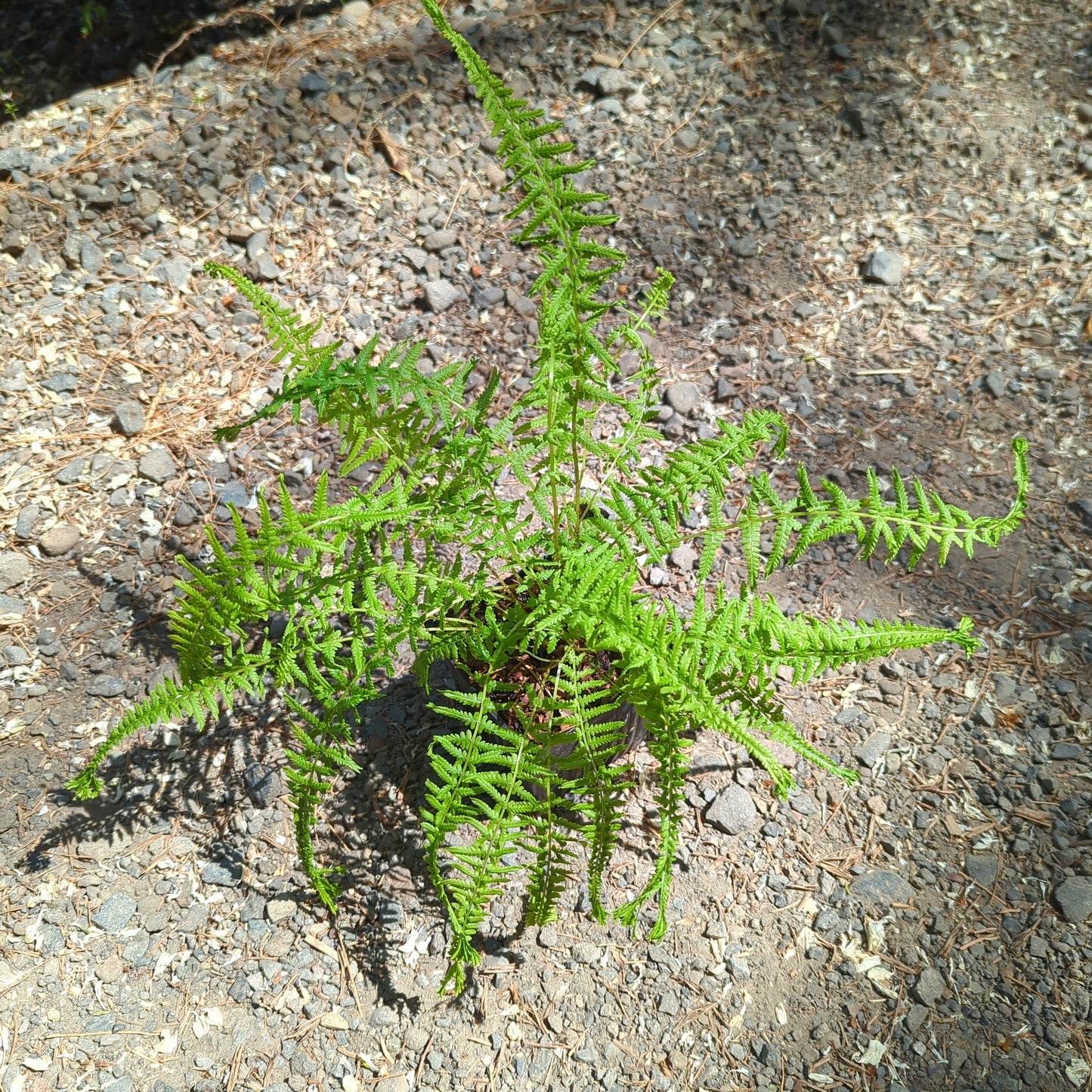 Athyrium filix-femina