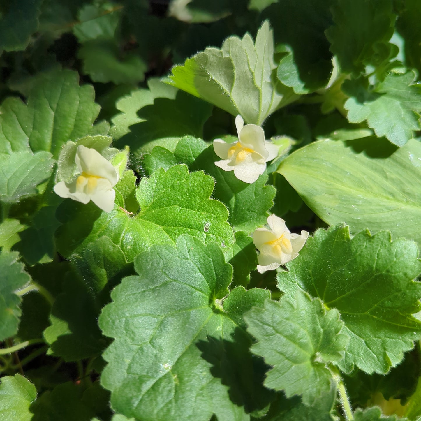 Asarina procumbens