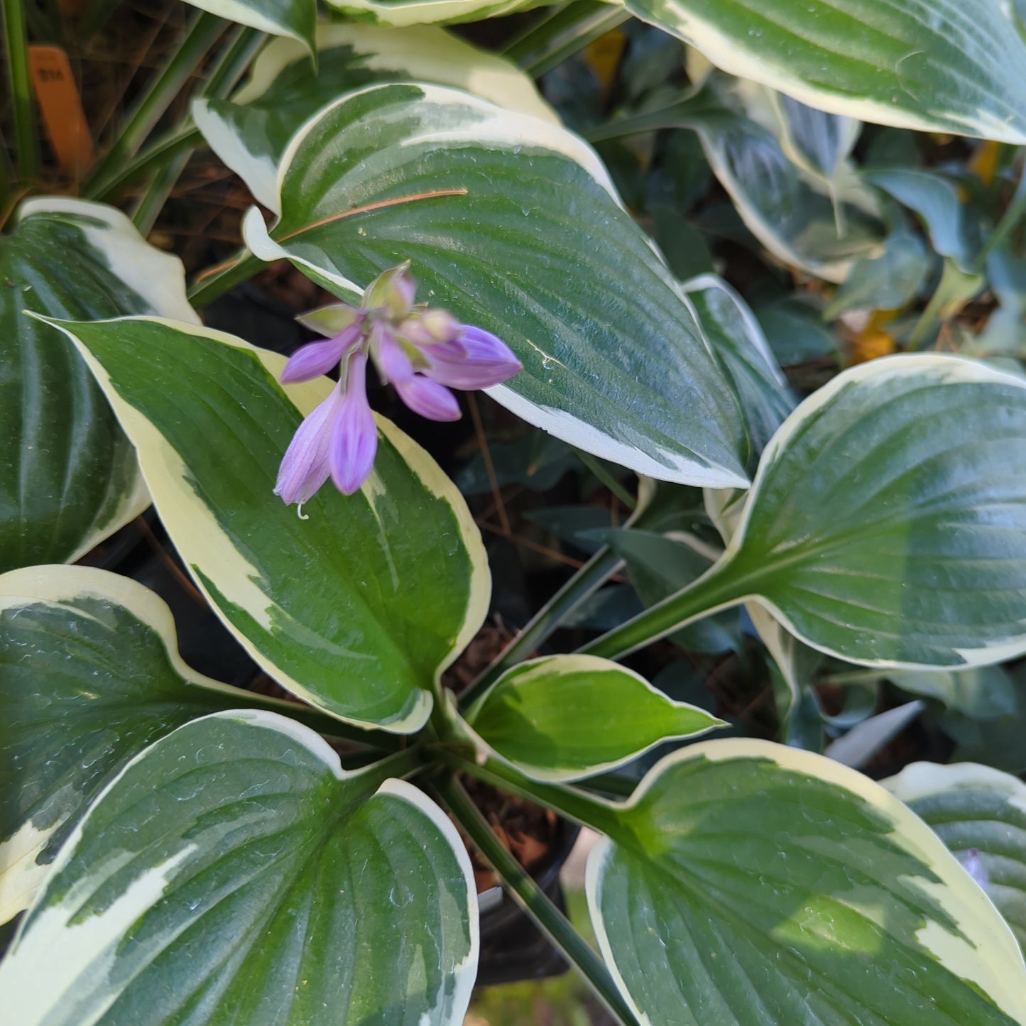 Hosta ‘Patriot’