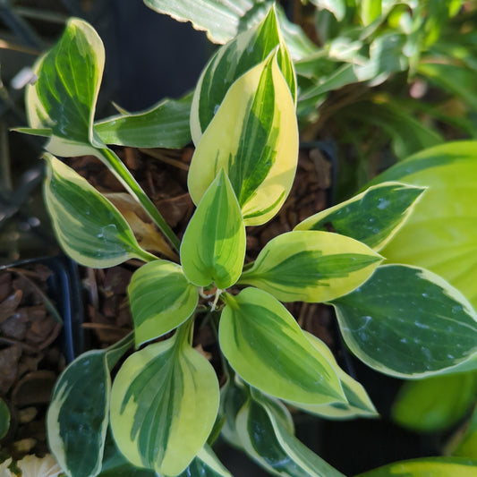Hosta 'Cameo'