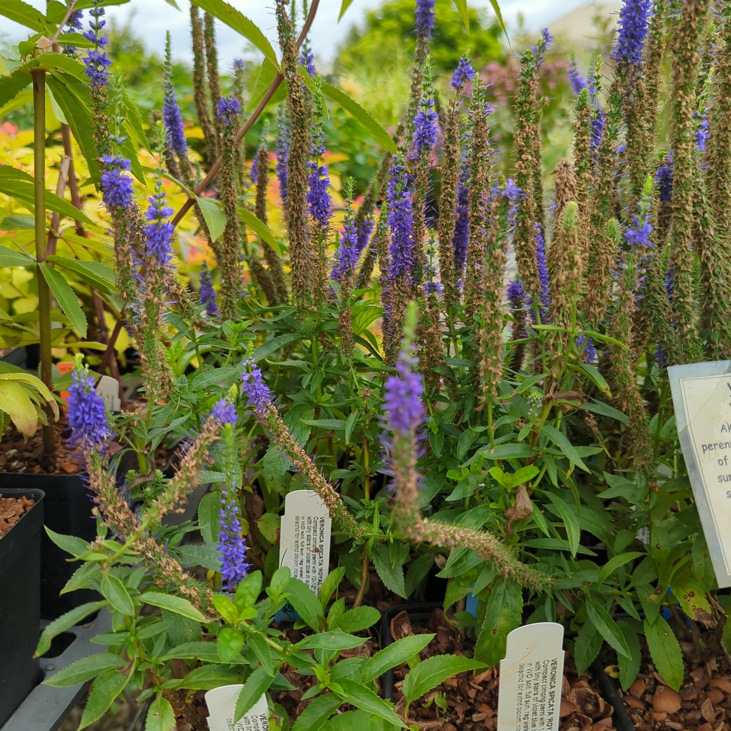 Veronica spicata Royal Candles