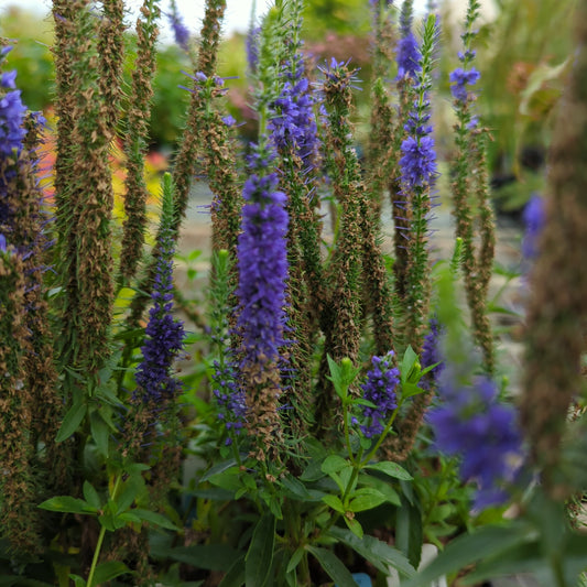 Veronica spicata Royal Candles