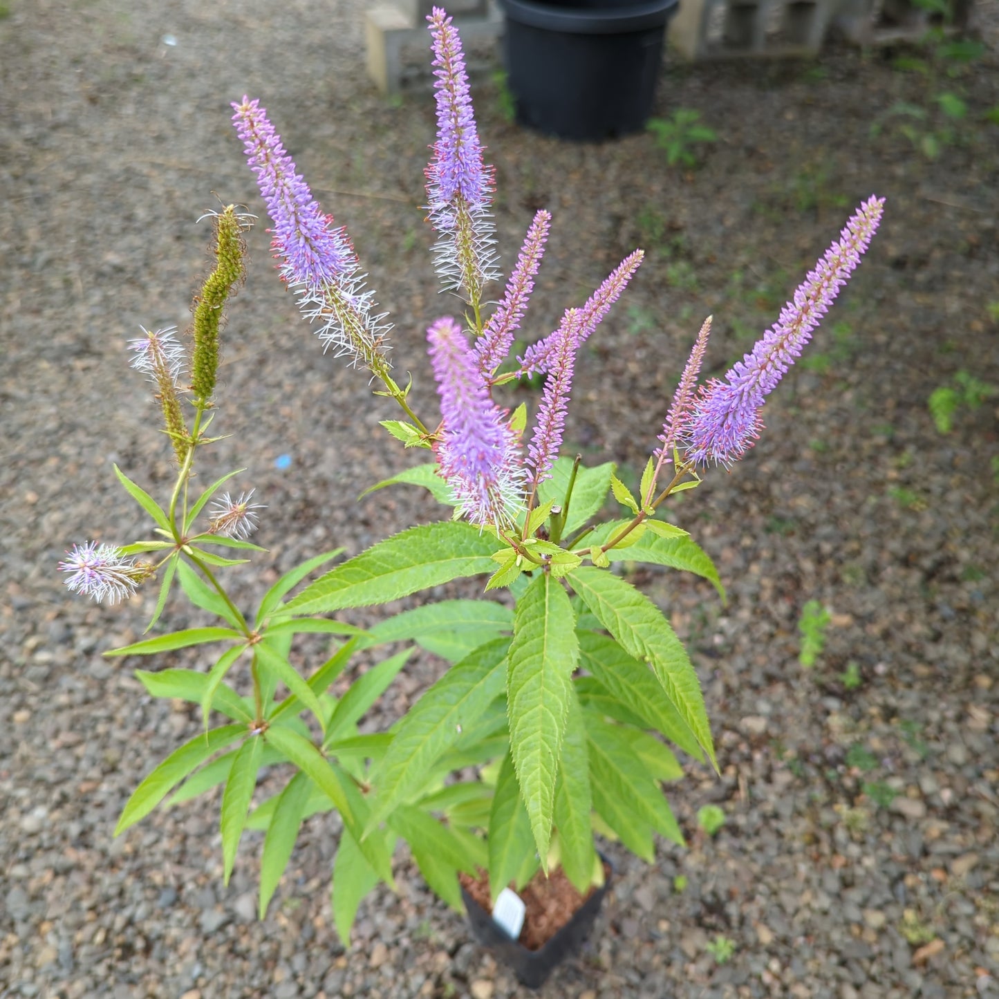 Veronicastrum virginicum ‘Cupid‘