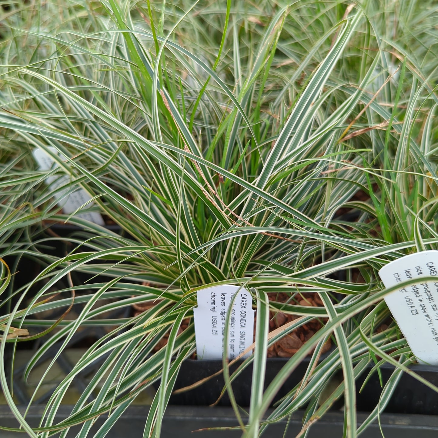 Carex conica ‘Snowline’