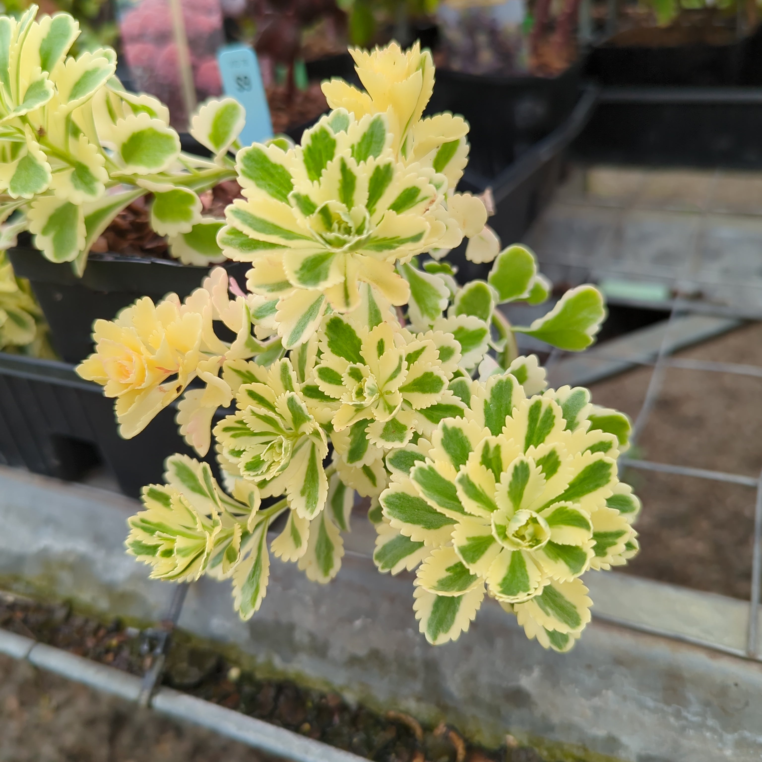 sedum atlantis succulent Sedum takesimense™ ‘Atlantis’ PP27454