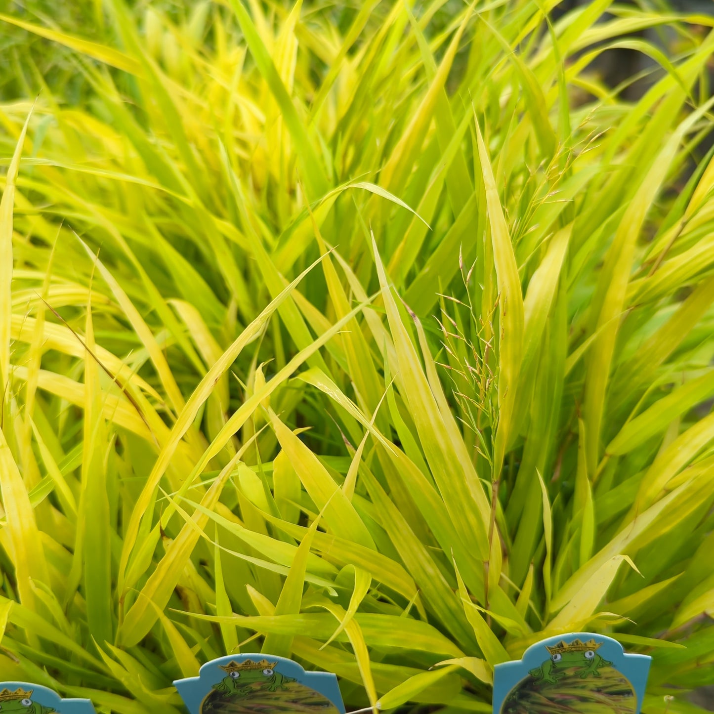 Hakonechloa macra Sunflare™