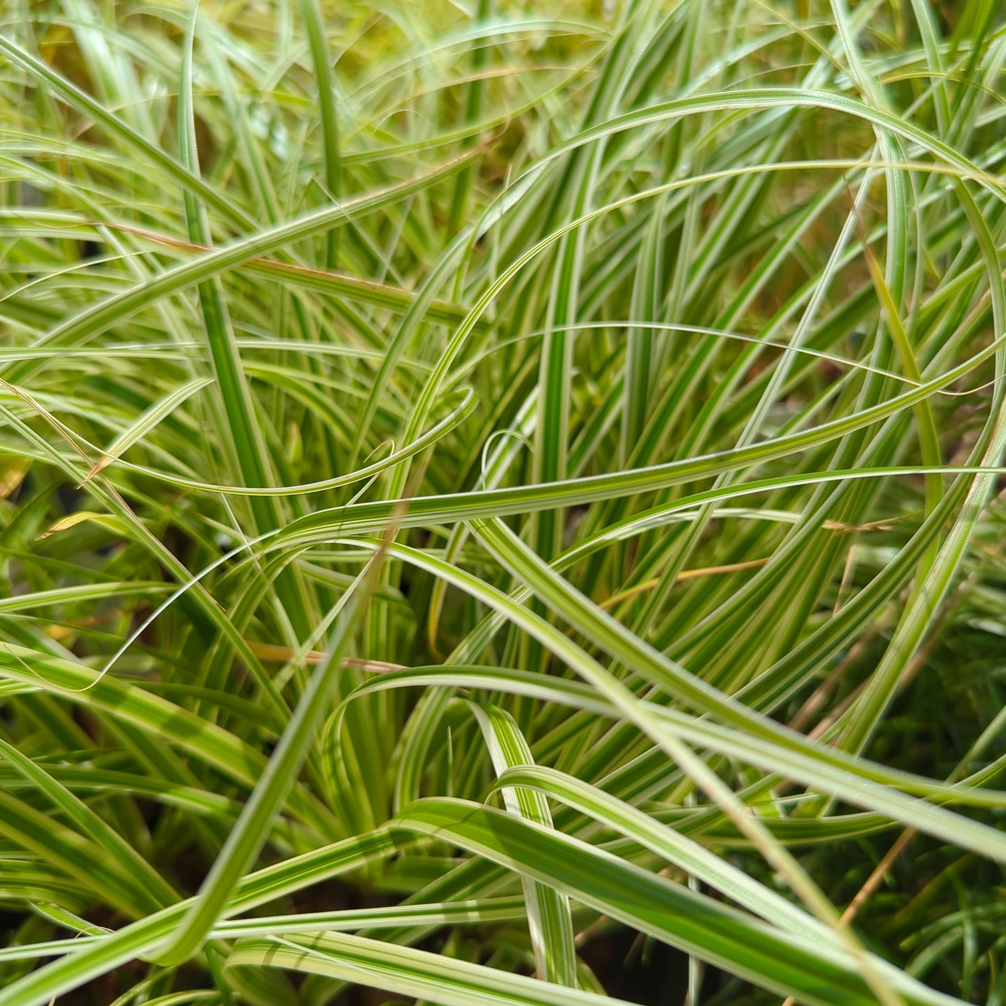 Carex 'Feather Falls'