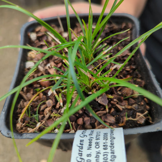 Ophiopogon japonicus 'Seoulitary Man'