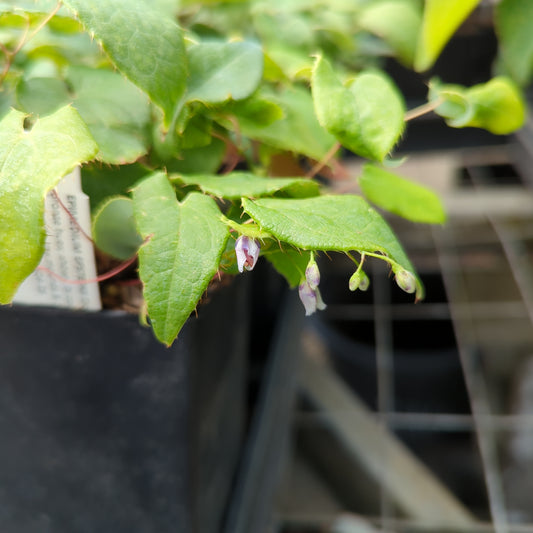 Epimedium epsteinii