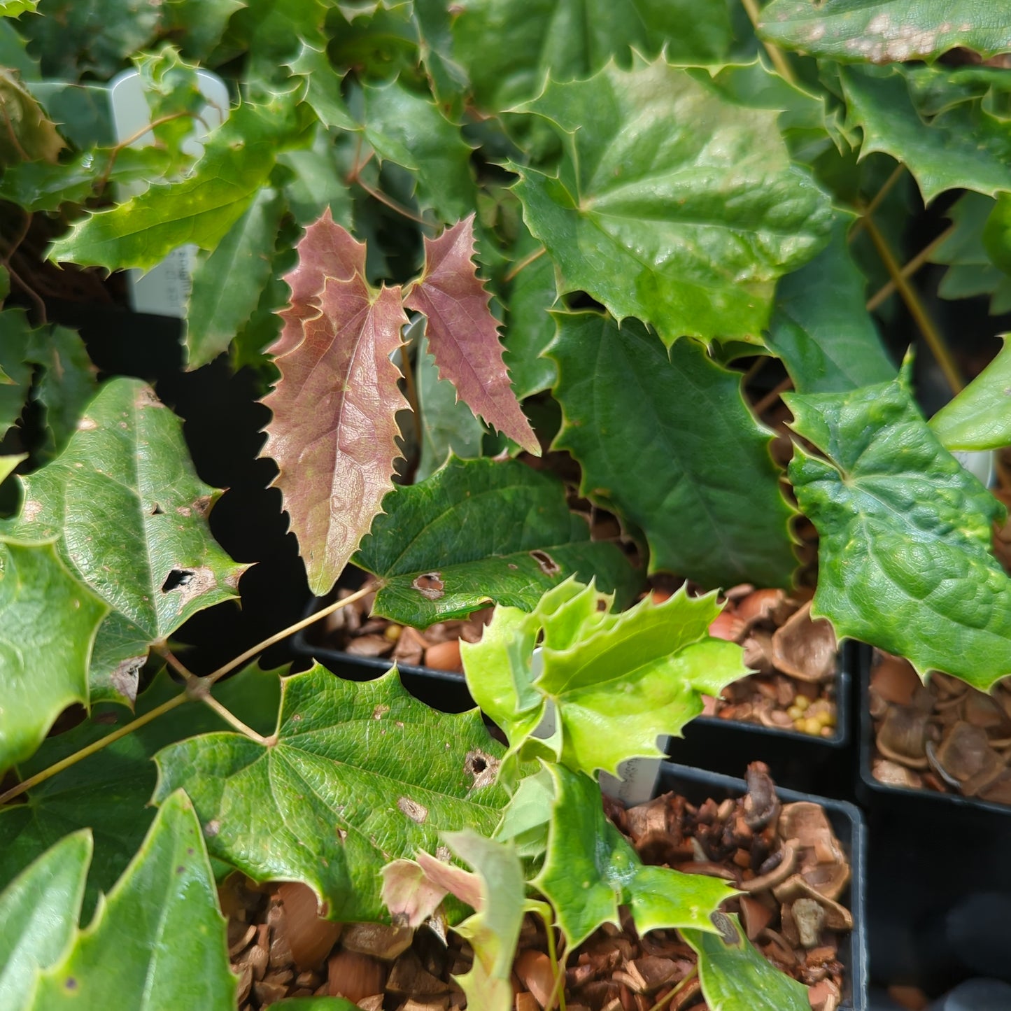 Epimedium wushanense ‘Sandy Claws’