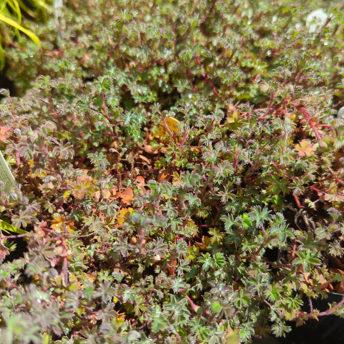 Alchemilla ellenbeckii