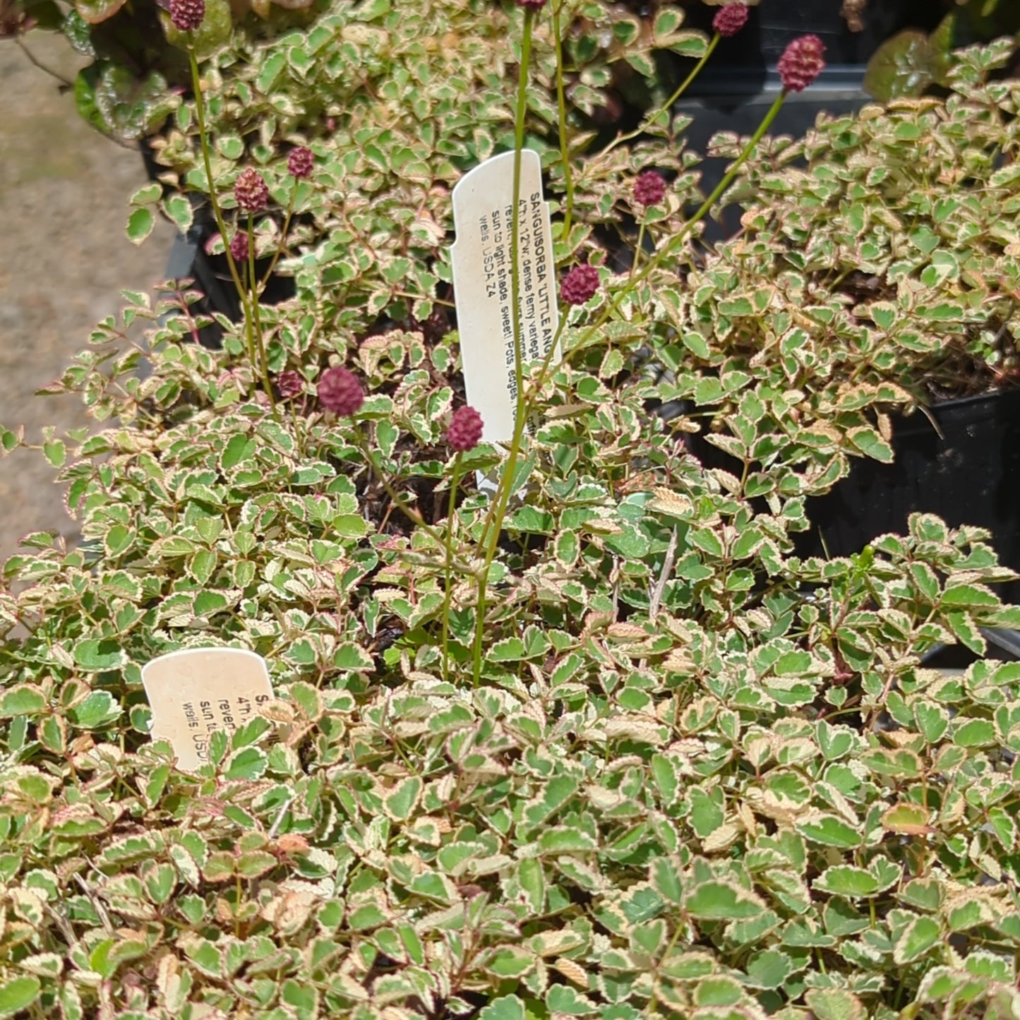 Sanguisorba 'Little Angel'