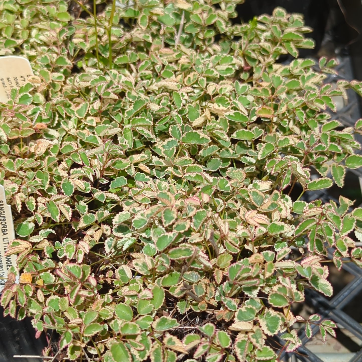 Sanguisorba 'Little Angel'