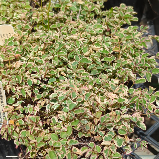 Sanguisorba 'Little Angel'