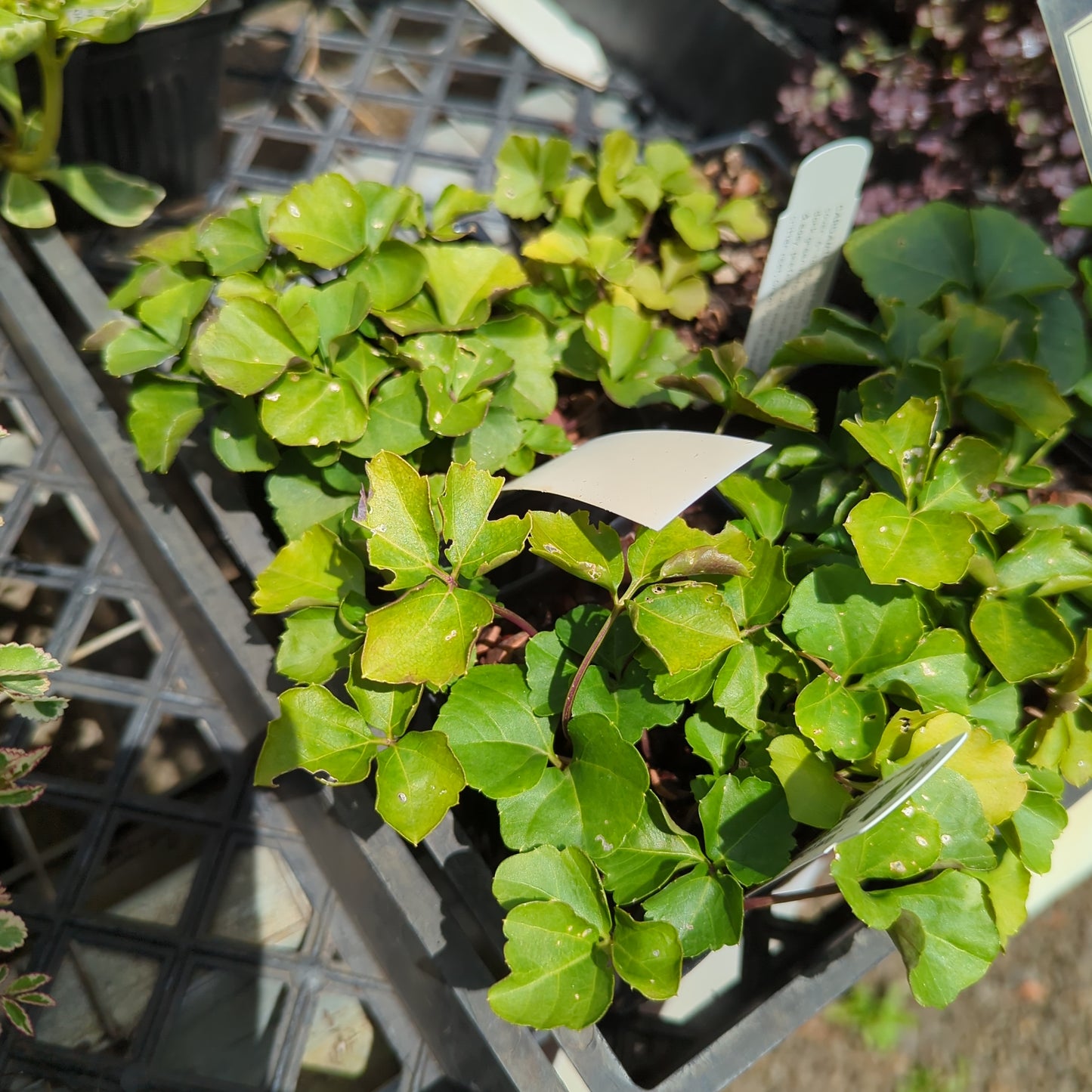 Cardamine trifolia