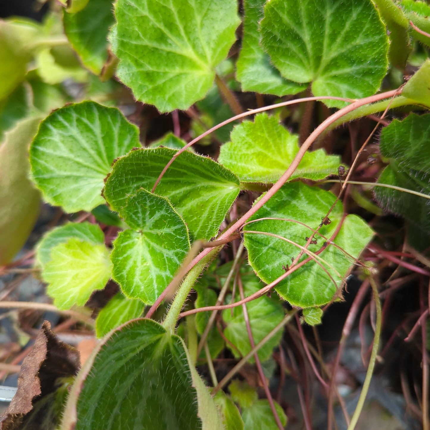 Saxifraga stolonifera 'Kamakura Silver'