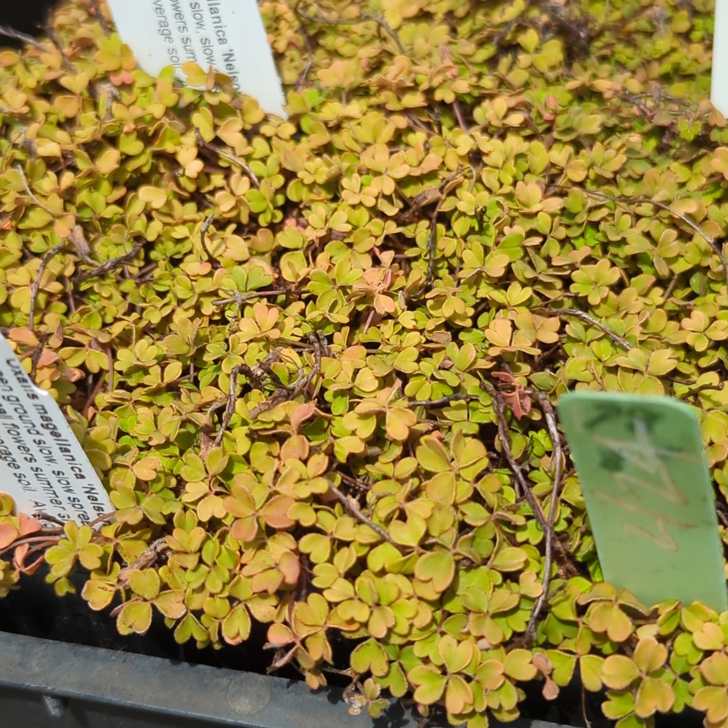 Oxalis magellancia ‘Nelson'