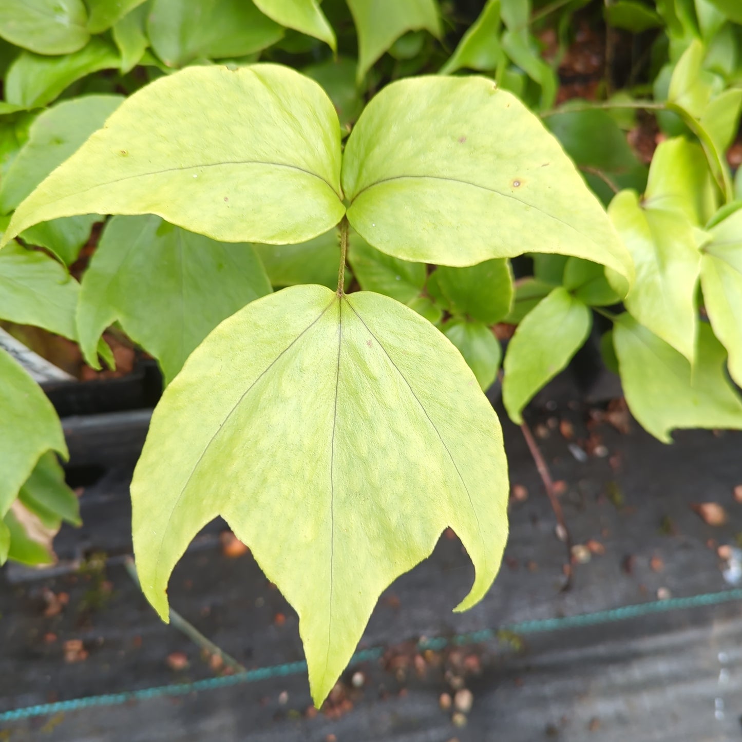 Cyrtomium macrophyllum