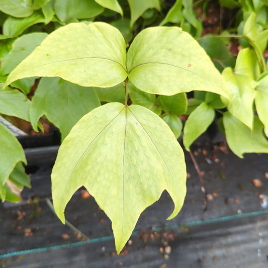 Cyrtomium macrophyllum