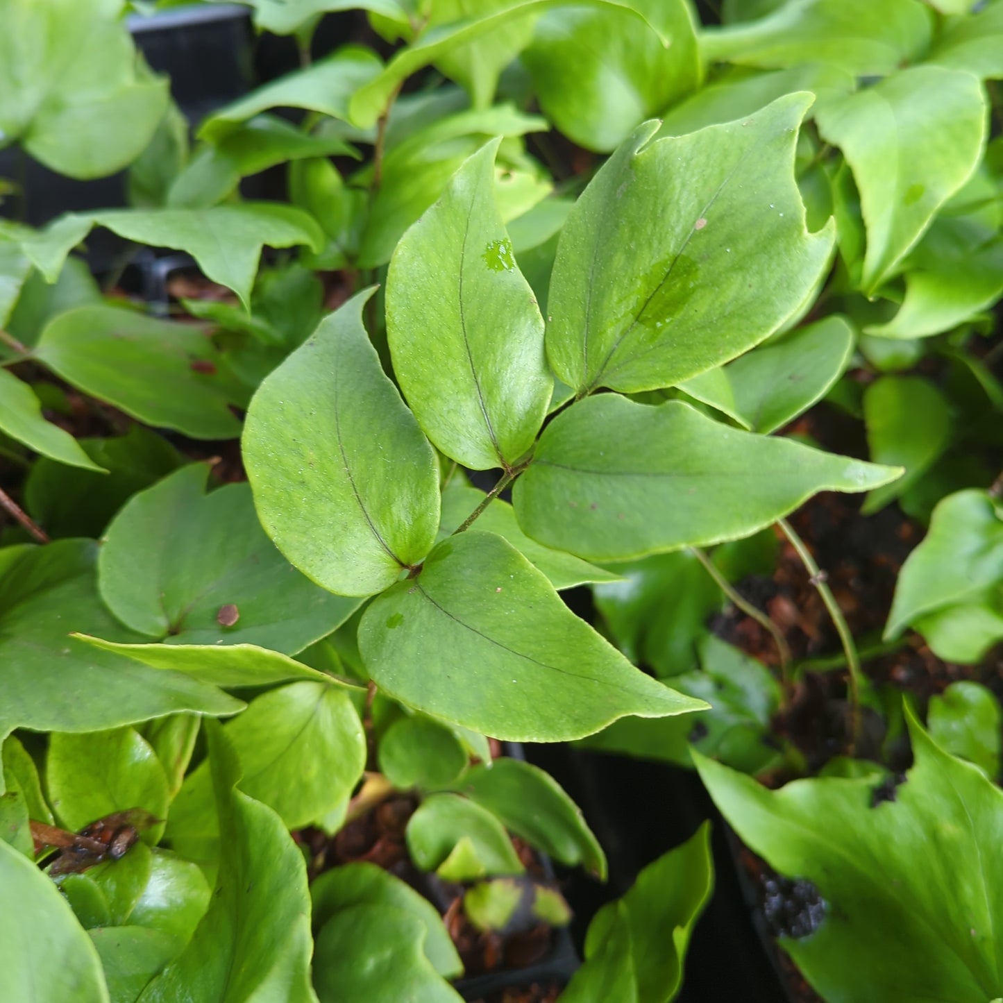 Cyrtomium macrophyllum