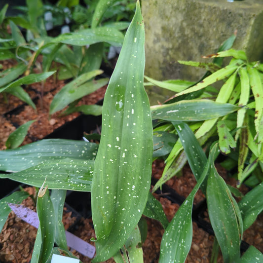Aspidistra vietnamensis ‘Ginga‘