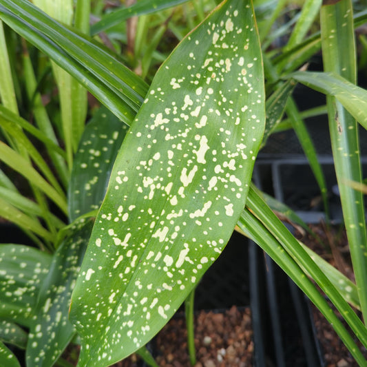 Aspidistra sichuanensis ‘Yellow Hammer’