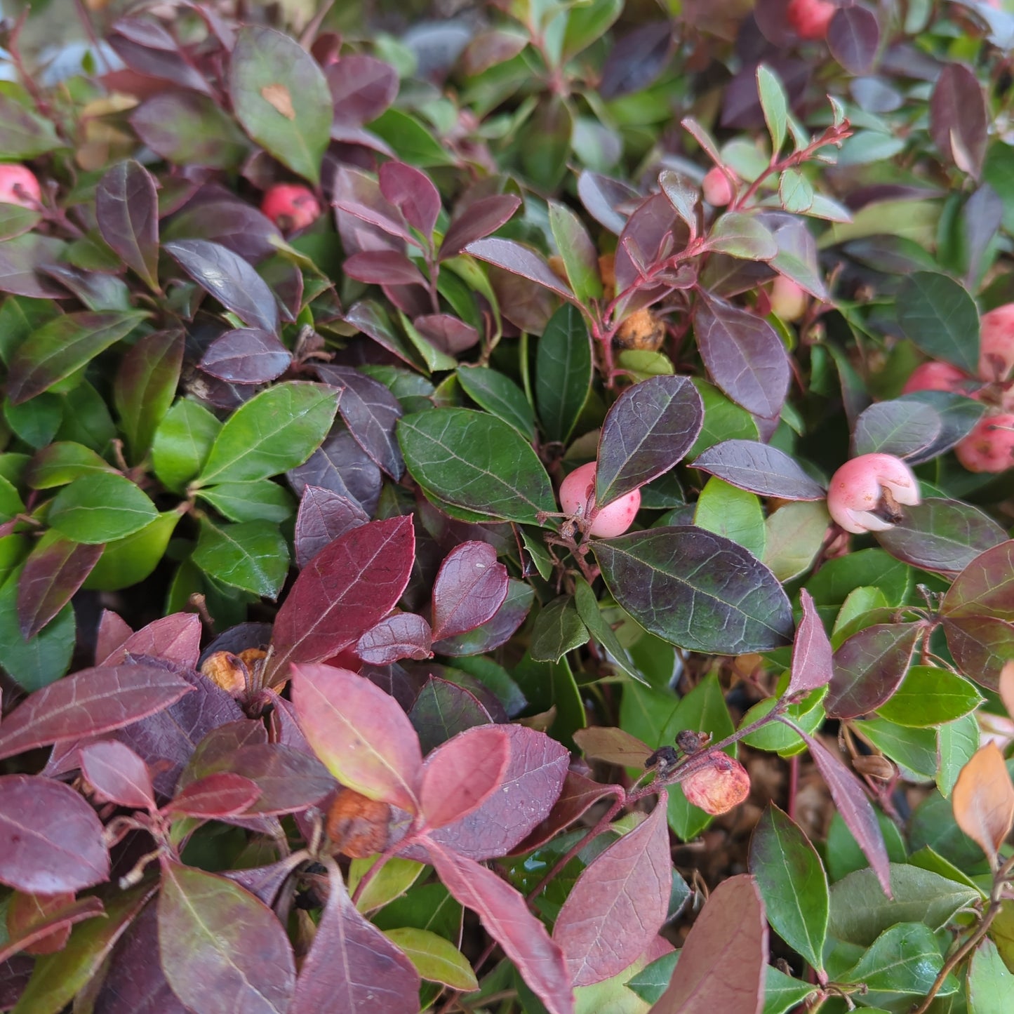 Gaultheria procumbens Peppermint Pearl