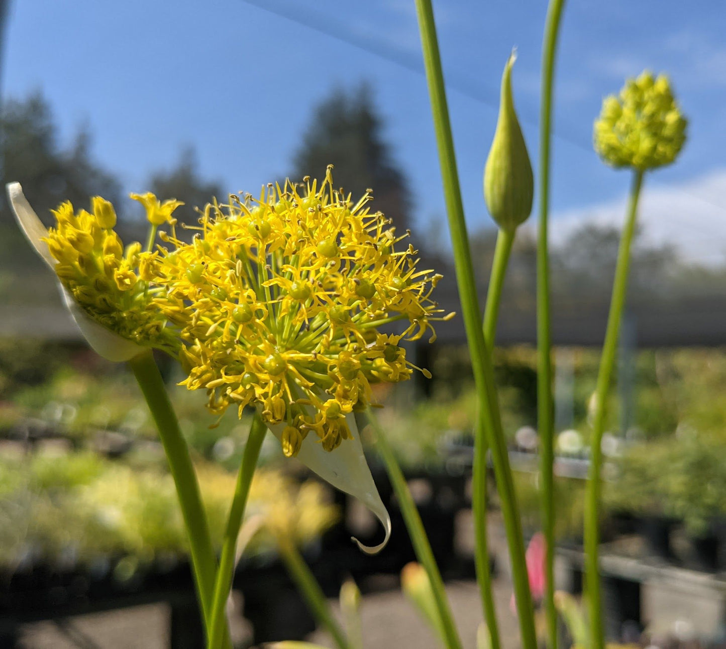 Allium hookeri var. muliense