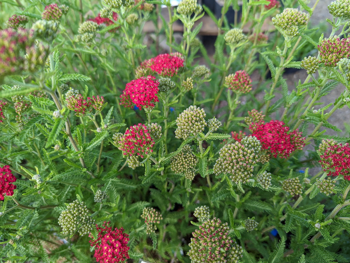 Achillea x millefolium 'Paprika' - avail spring