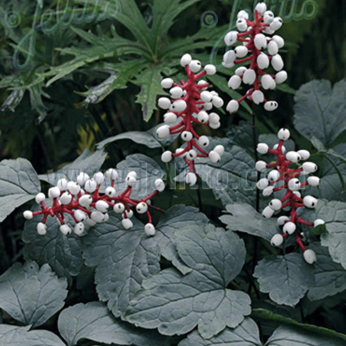 Actaea pachypoda