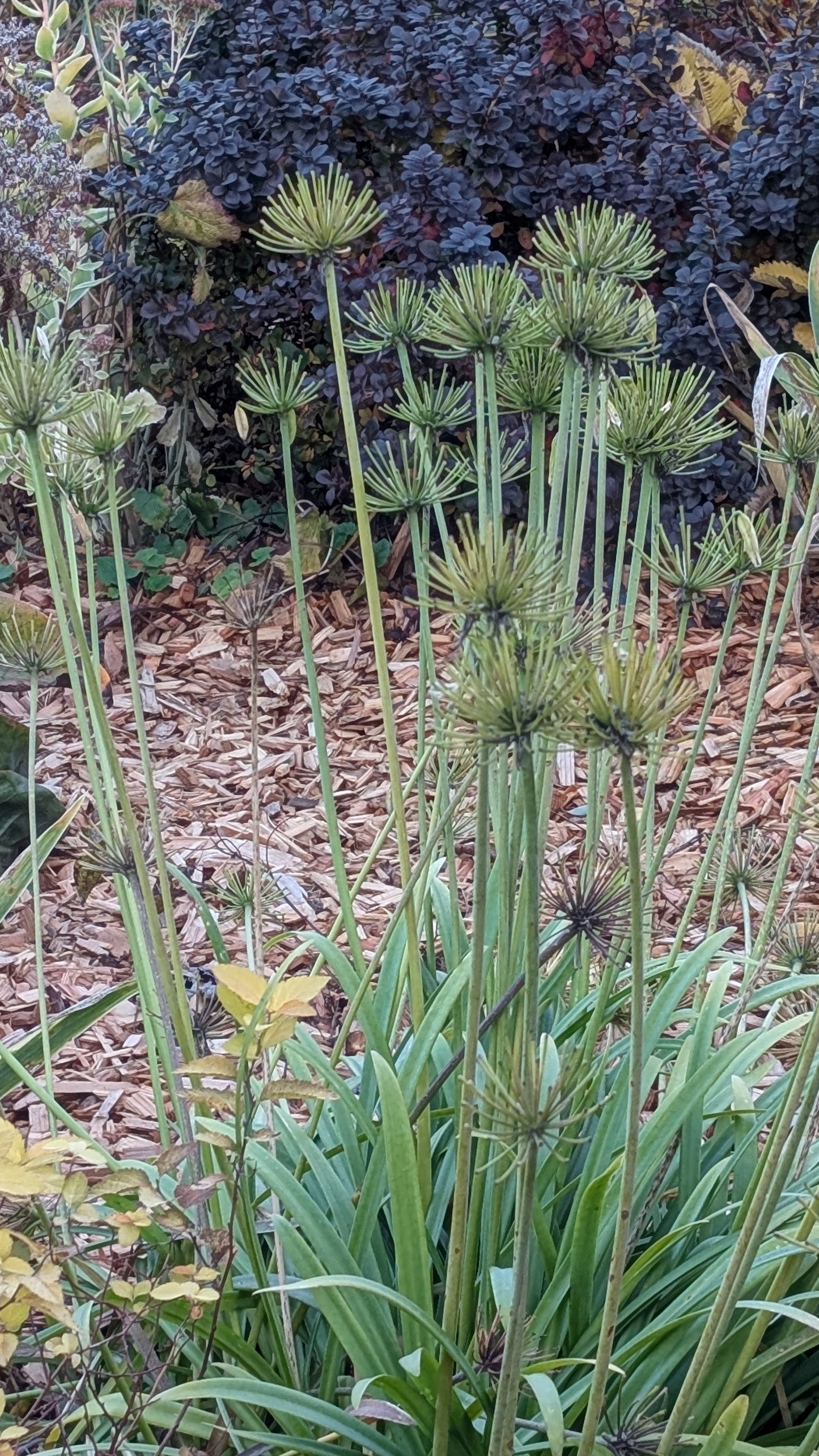 Agapanthus 'Brilliant Blue' PP25966