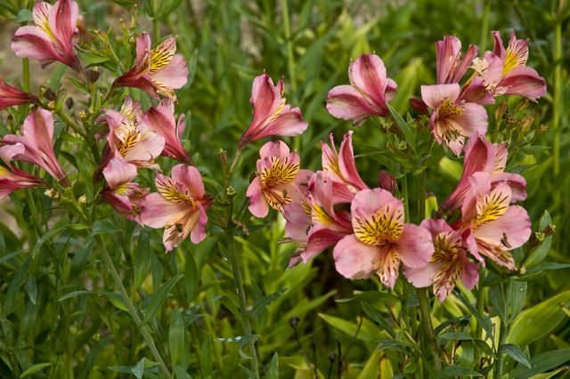 alstroemeria plants Alstroemeria peruviana
