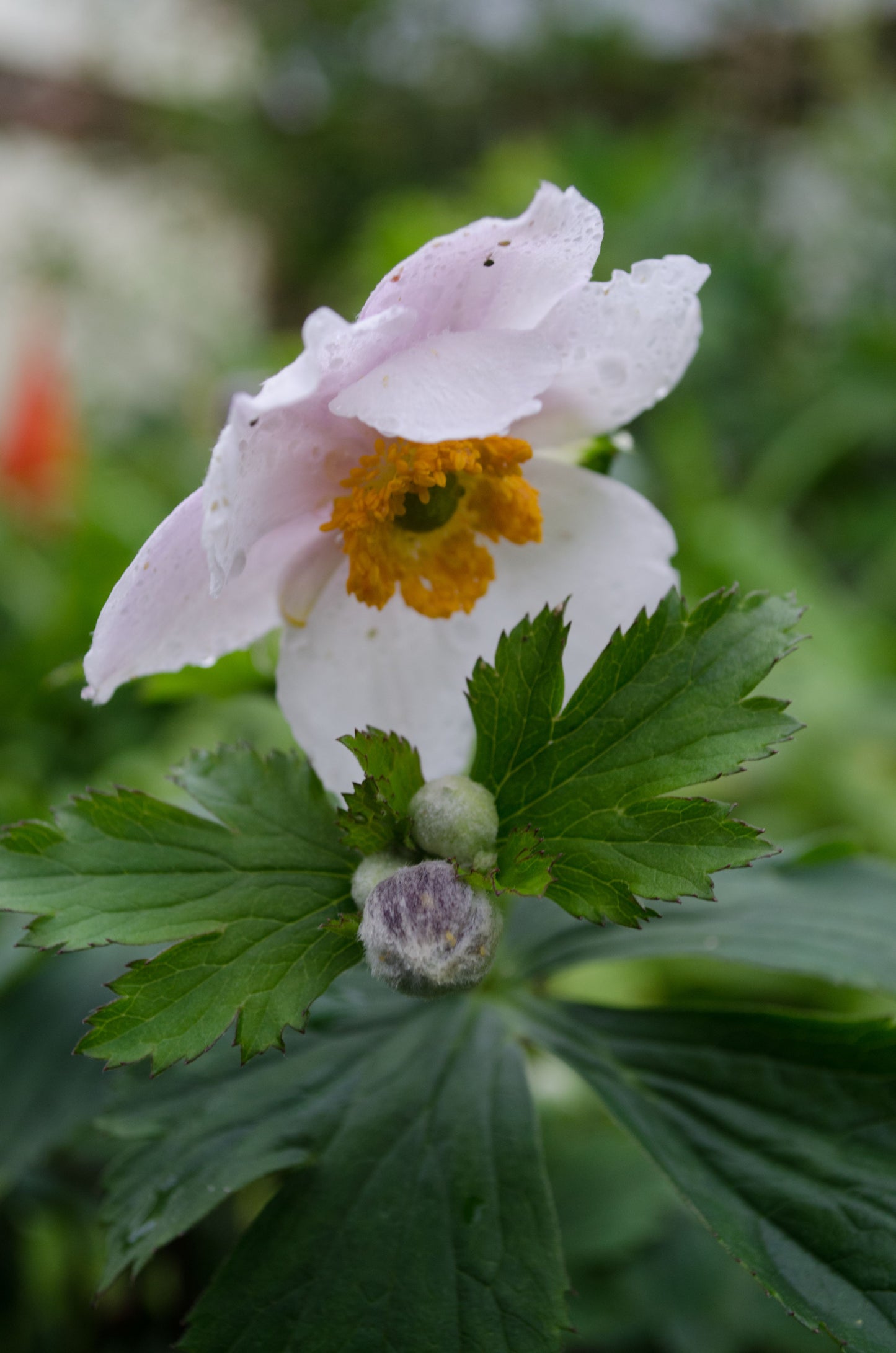 Anemone ‘Ruffled Swan‘