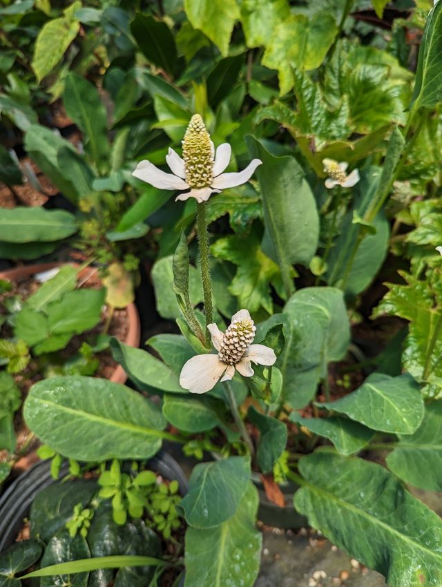 Anemopsis californica