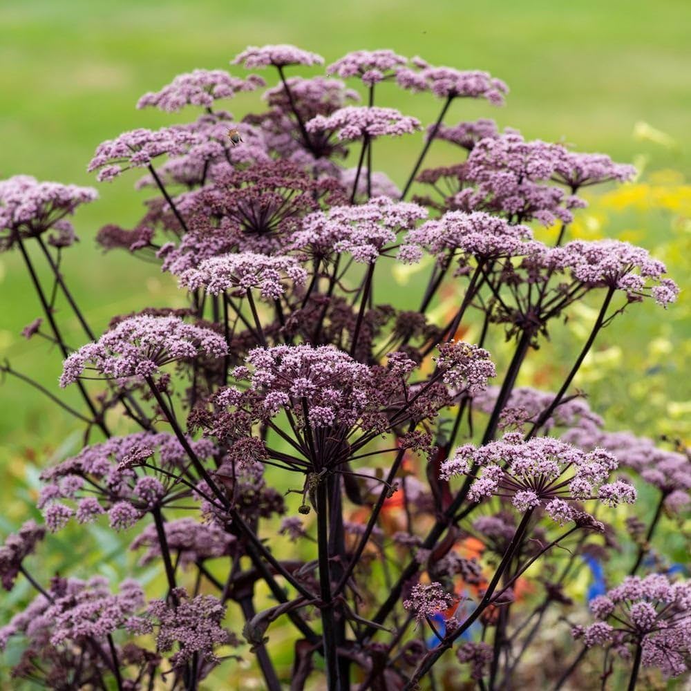 ebony plant Angelica sylvestris 'Ebony' – Secret Garden Growers