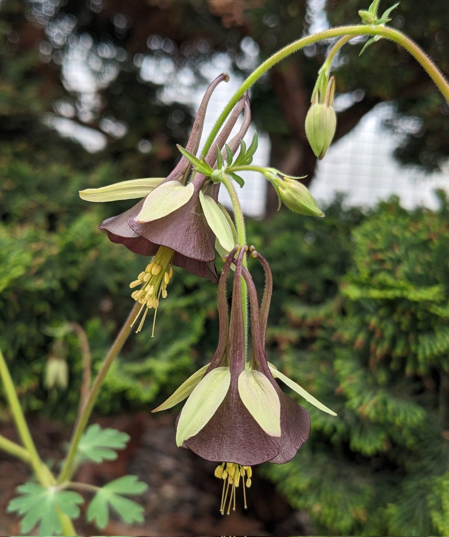 Aquilegia viridiflora 'Chocolate Soldier'