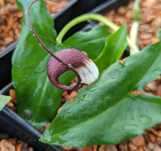 Arisarum proboscideum