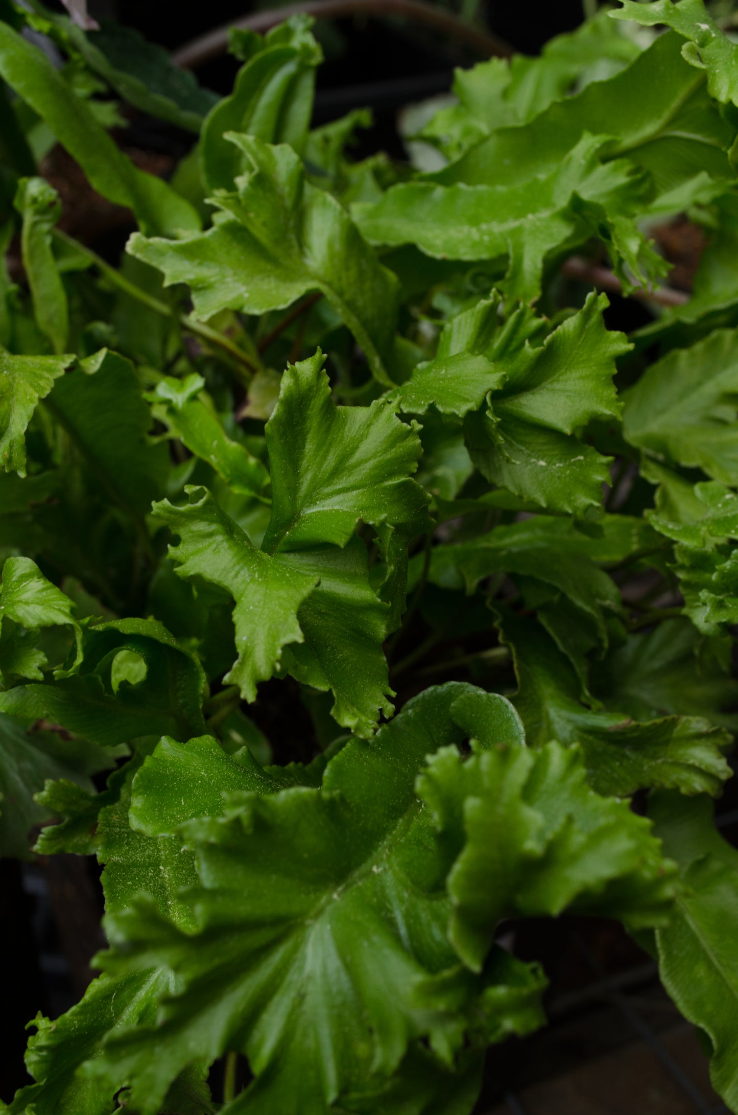 Asplenium scolopendrium Cristatum Group