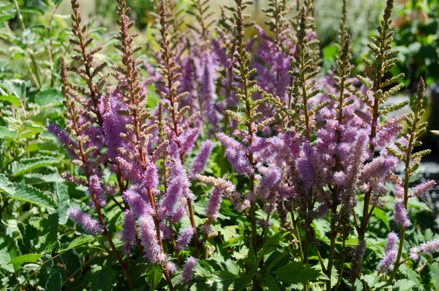 Astilbe x crispa