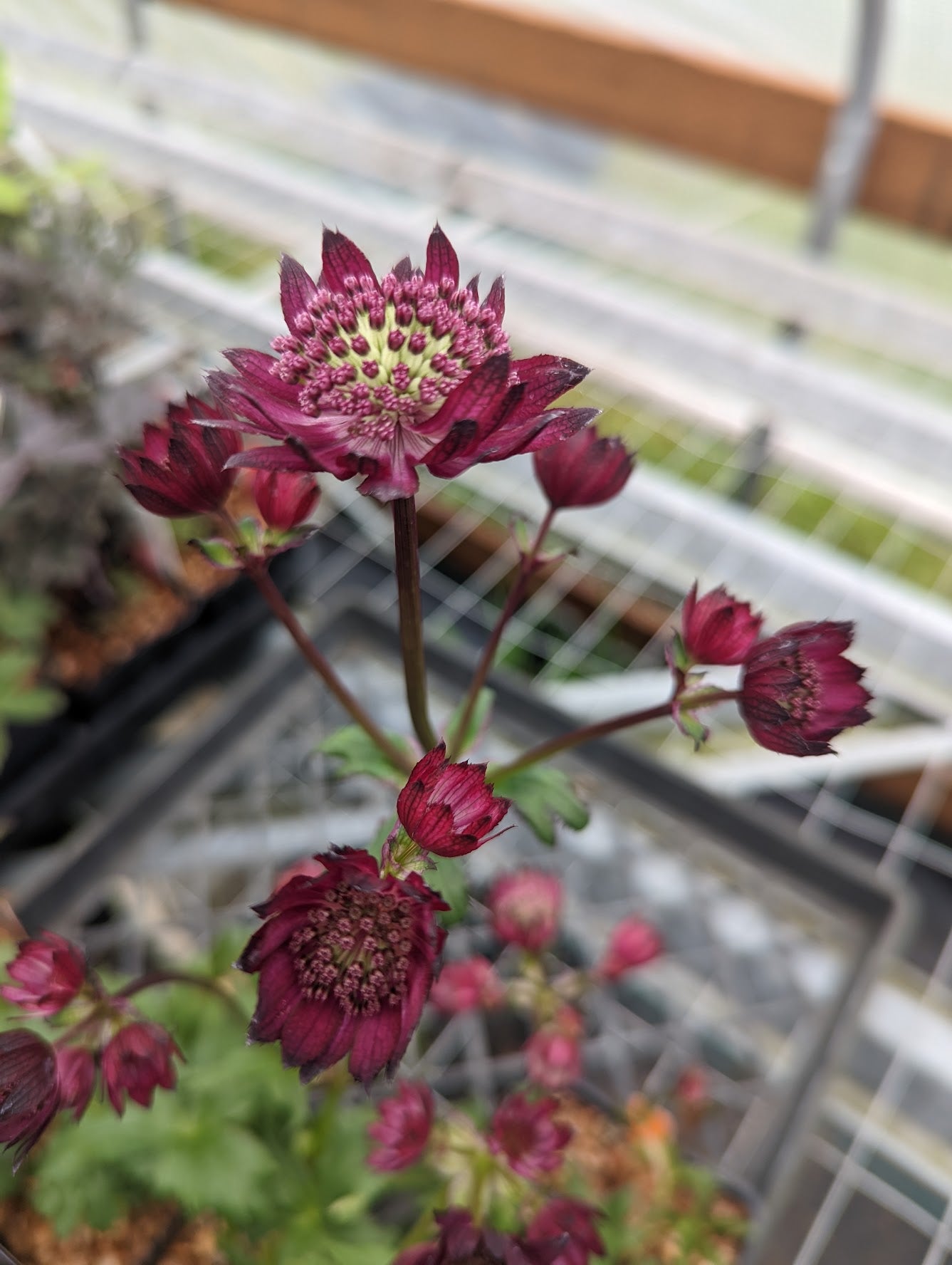 Astrantia major 'Ruby Cloud'