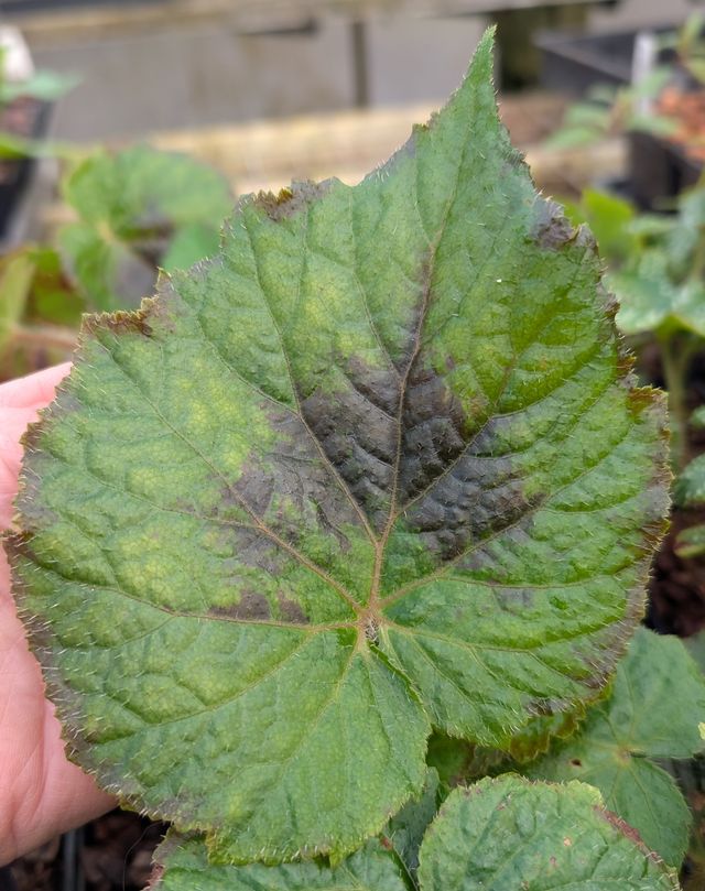 Begonia markiana ‘Black Hriday’ DJHAP18077