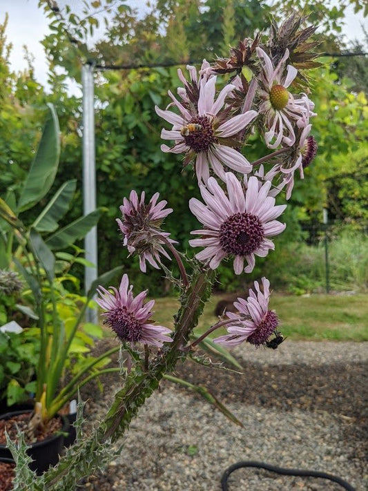 Berkheya purpurea