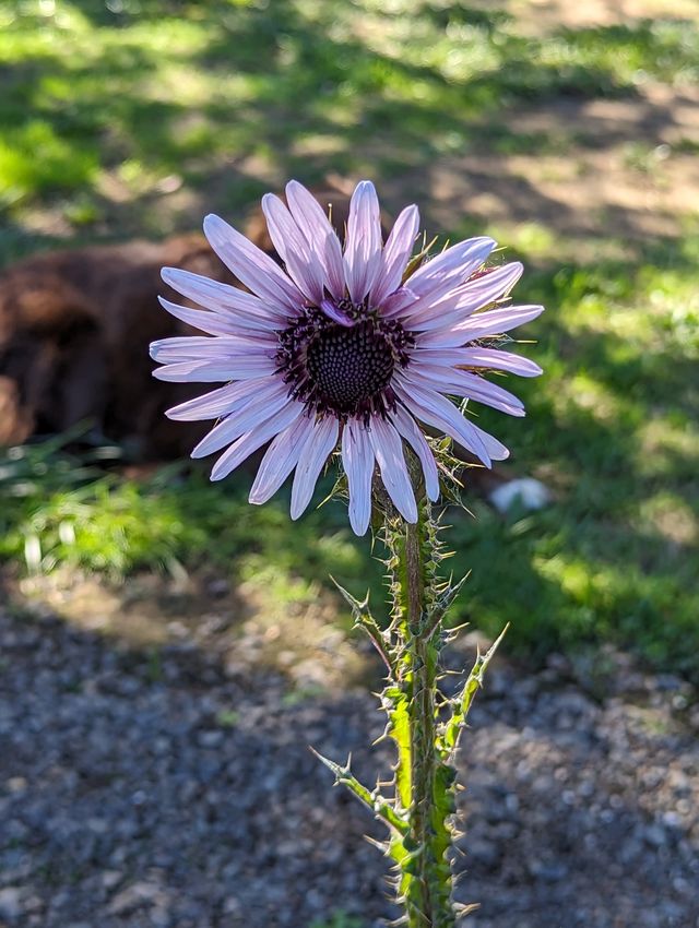 Berkheya purpurea
