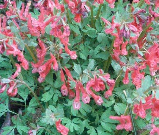 Corydalis solida 'George Baker'