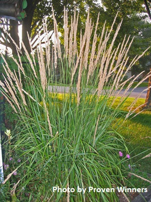 Calamagrostis x acutiflora 'Karl Foerster'